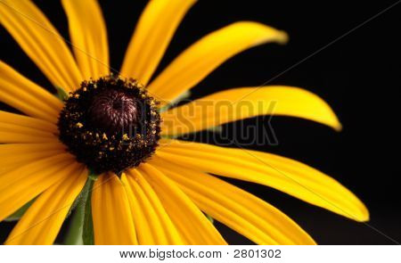 Yellowdaisy
