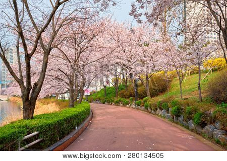 Blooming sakura cherry blossom alley in park in spring, Seokchon lake park, Seoul, South Korea