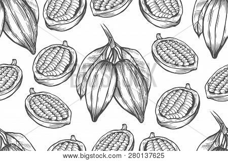 Vector Cocoa Tree Illustration. Vintage Background With Hand Drawn With Leaves, Flowres, Fruits And 