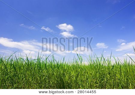 blau Himmel und grüne Gras