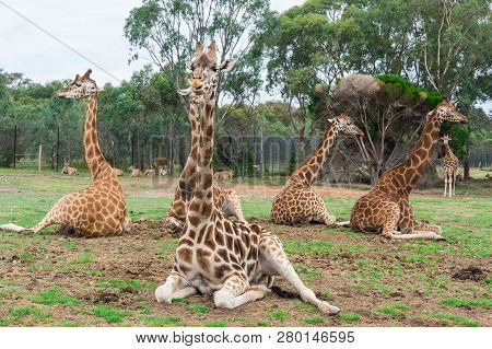 Rothschilds Giraffe, Giraffa Camelopardalis Rothschildi, Native To Eastern Africa.