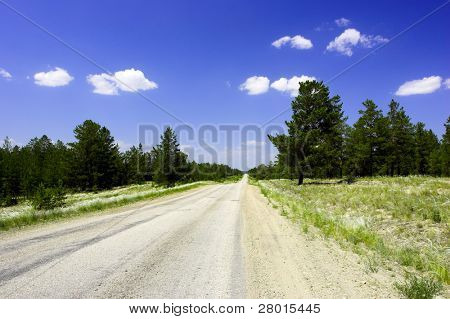 øde sommer road i fyrreskoven