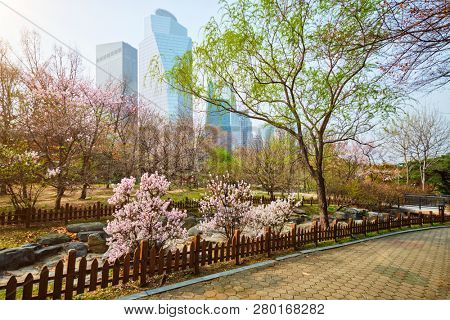 Blooming sakura blossoms flowers in Yeouido Park public park in Seoul, Korea