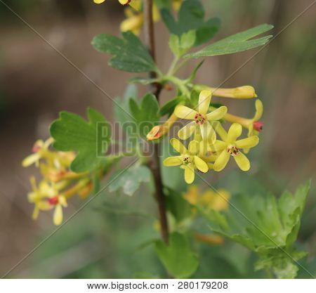 Closeup Flowering Branch Ribes Aureum Pursh With Yellow Flowers And Green Leafs In Spring. Sometimes