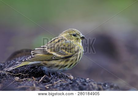 Female Or Young European Serin Sitting On The Soil