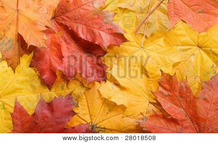 Autunm สีออกจากพื้นหลัง ใบเมเปิ้ล