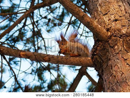 Squirrel Is Member Of The Order Rodentia. It Is Rodent.