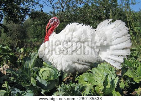 Big White  Broad-breasted Turkey, Farmer`s Best Choice.