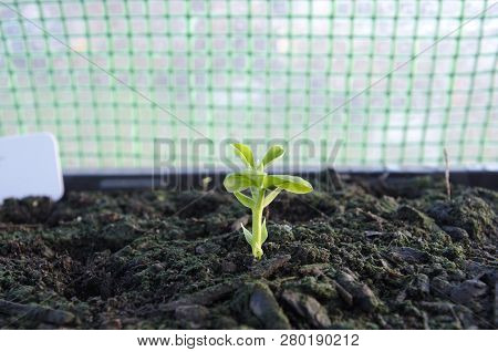 Broad Bean Seedling In Polytunnel, Allotment , Wintertime