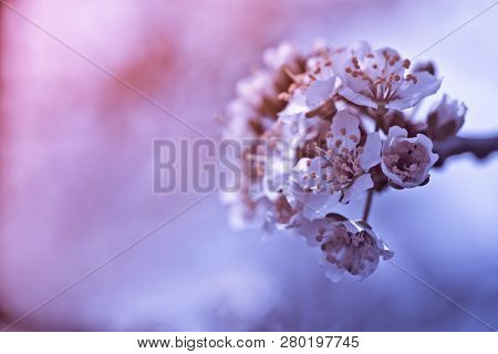 Flowers Of Nanking Cherry, Prunus Tomentosa, Korean, Manchu, Downy, Shanghai, Ando, Mountain, Chines