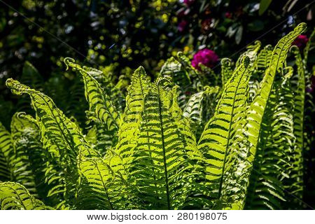 Ferns In The Forest, Latvia. Beautyful Ferns Leaves Green Foliage. Close Up Of Beautiful Growing Fer