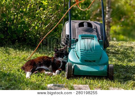 Outdoor Shot Of Green Lawnmower And Cat. Electric Lawn Mower In Green Grass. Cat Sleeping Near Elect