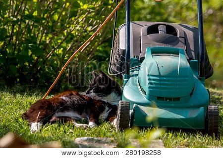 Outdoor Shot Of Green Lawnmower And Cat. Electric Lawn Mower In Green Grass. Cat Sleeping Near Elect