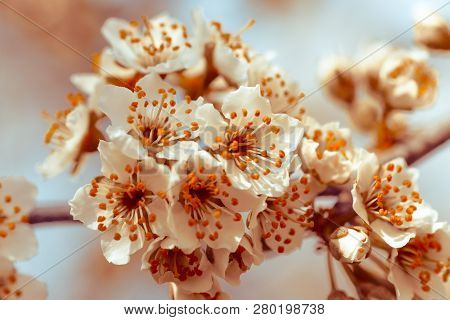 Flowers Of Nanking Cherry, Prunus Tomentosa, Korean, Manchu, Downy, Shanghai, Ando, Mountain, Chines