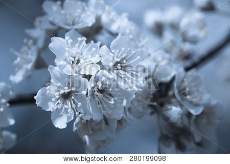 Flowers Of Nanking Cherry, Prunus Tomentosa, Korean, Manchu, Downy, Shanghai, Ando, Mountain, Chines