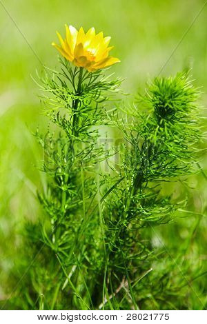 First flowers. Siberian globeflower close-up photo