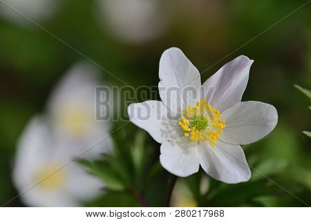 Close Up Of Wood Anemones In Bloom