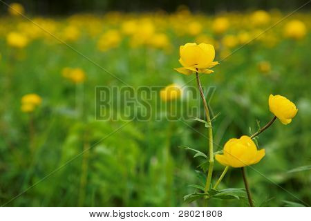 First flowers. Siberian globeflower close-up photo