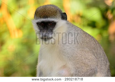 Close Up Portrait Of A Vervet Monkey Looking At The Camera