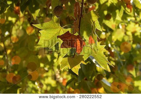 Leaves Of Platanaceace With Fruits In Achene. Leaves In Autumn Colors, Green, Yellow And Brown. Back