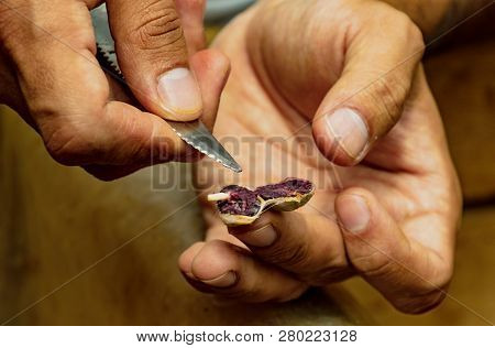 Yumbos Chocolate, Mindo, Ecuador, Dec 7, 2017 - Man Cuts Open A Dried Chocolate Bean To Display