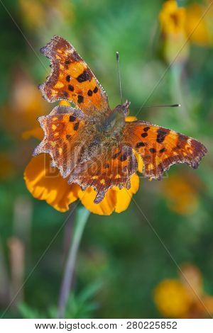 Polygonia Interrogationis, The Question Mark Butterfly On A Yellow Flower.