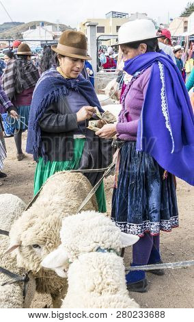 Canar, Ecuador - July 12, 2015 - Sheep Are Tied Into Circles At The Saturday Animal Market For Sale