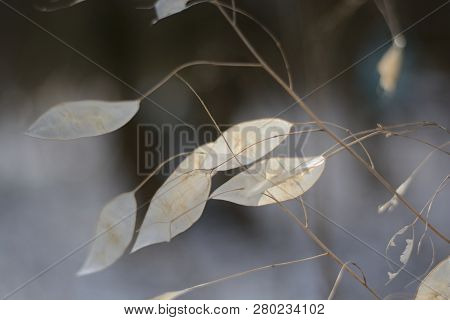Ornamental Pods Of In Winter. Lunaria Annua. Silver Dollar, Dollar Plant, Moonwort