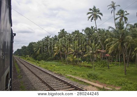 Palm Trees Nexi To A Railwy Line In South India