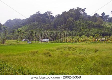 Countryside On Havlock Island, Andaman Island, India