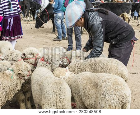 Canar, Ecuador - July 12, 2015 - Sheep Are Tied Into Circles At The Saturday Animal Market For Sale