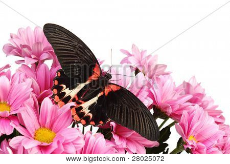 Papilio rumanzovia  on the flowers