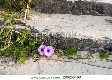 Pink Blindweed With Two Flowers On Beac In Sunshine Coast, Queensland, Australia