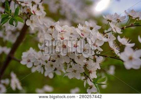Flowers Of Cherry Tree Blossom, Macro With Shallow Depth Of Feald