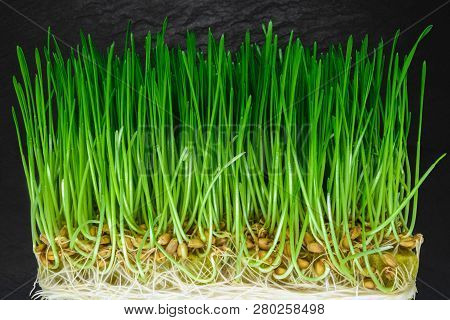 Crosscut Sprouted Wheat With Visible Green Shoots, Seeds And White Roots On Black Stone Background S