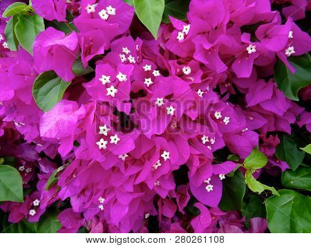 Close Up Picture Of Some Beautiful Bouganvillea Flowers Of Hawaii