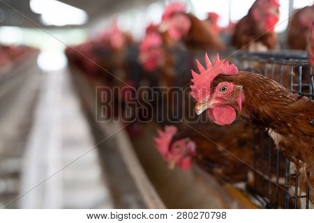 Chicken In The Factory, Hens In Cages Industrial Farm In Thailand, Animal And Agribusiness, Food Pro