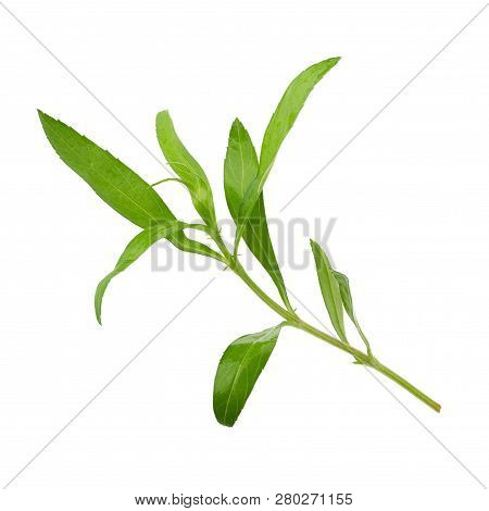 Fresh Tarragon Herbs, Tarragon Herbs Close Up Isolated On White Background