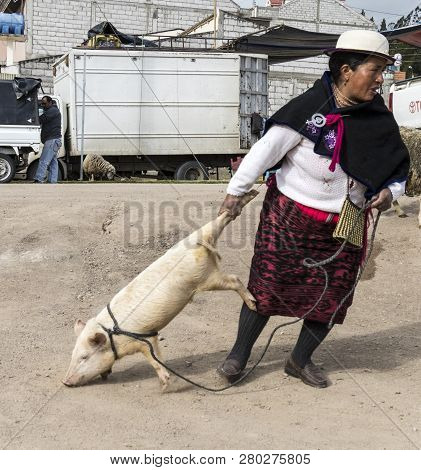 Canar, Ecuador - July 12, 2015 - Woman Drags Pig She Has Just Purchased Home From The Animal Market