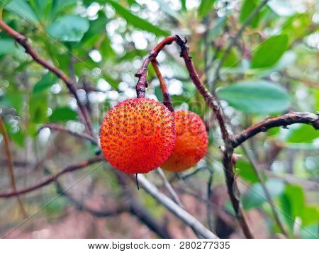 Medronho fruits on a tree ready to be harvest