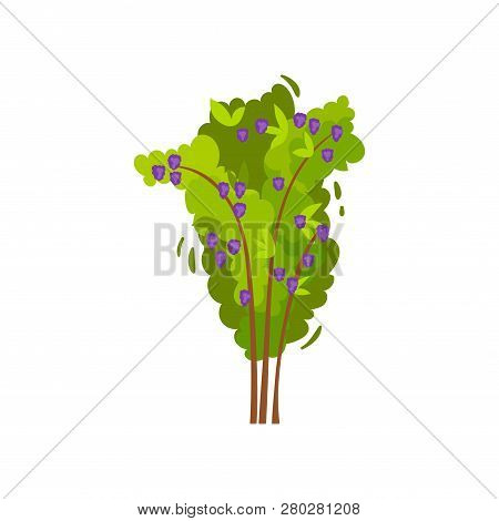 Flat Vector Icon Of Blackberry Bush. Green Garden Shrub With Ripe Edible Berries. Agricultural Plant