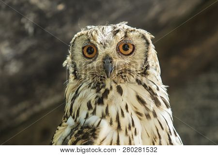 Portrait Of Spotted Eagle Owl Sitting And Looking Very Alert