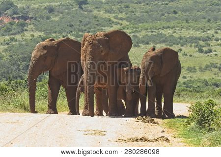 Herd Of Elephants Walking Up A Small Hill On A Gravel Road In A National Patk