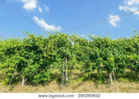 Red Wine Grapes In The Vineyard, Beautiful Photo Digital Picture