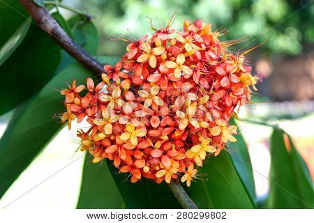 Colorful Orange And Yellow Flowers Of Asoke Tree