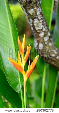 Fresh Yellow Heliconia Flower On The Wooden Bark Background