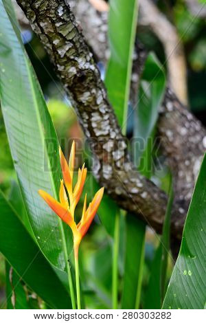 Fresh Yellow Heliconia Flower On The Wooden Bark Background