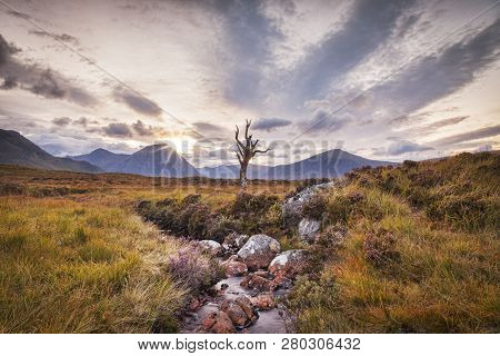 A Lone Tree, Well Known To Photographers, By A Stream On Rannoch Moor, Scotland. Buchaille Etive Mho