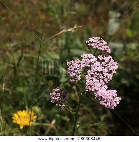 Closeup Of Pink Flower Achillea Millefolium, Commonly Known As Yarrow Or Common Yarrow In Organic Ga