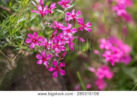 Purple Flowers Of A Styloid Phlox In The Spring. Siberian Country House